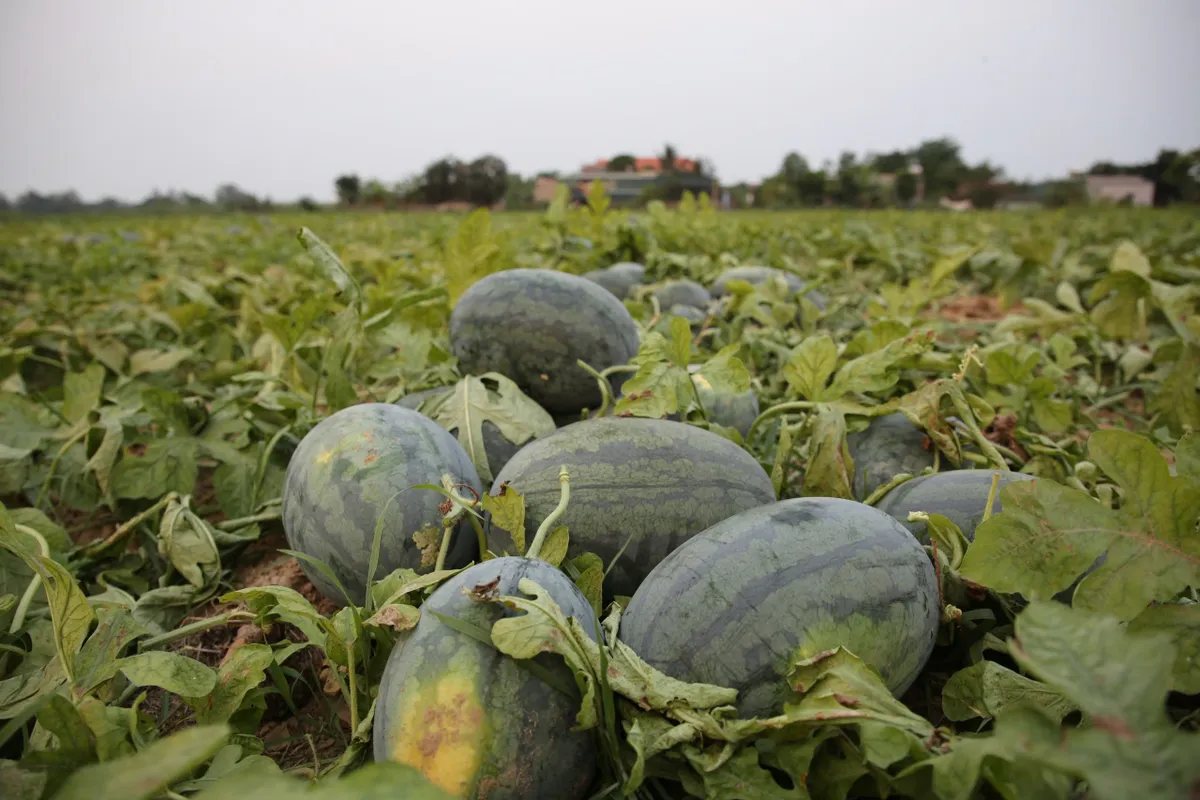 N&ocirc;ng d&acirc;n lao đao v&igrave; dưa hấu &ldquo;được m&ugrave;a, mất gi&aacute;&rdquo; - Ảnh 2.