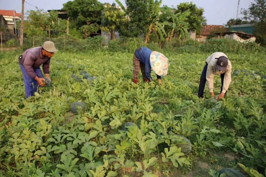N&ocirc;ng d&acirc;n lao đao v&igrave; dưa hấu &ldquo;được m&ugrave;a, mất gi&aacute;&rdquo; - Ảnh 1.