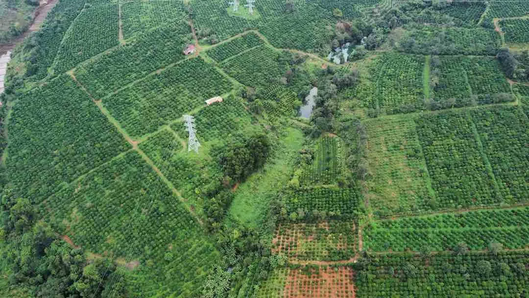 N&ocirc;ng nghiệp Việt trong kỷ nguy&ecirc;n xanh: Tạo sức bật từ ch&iacute;nh s&aacute;ch c&ocirc;ng- Ảnh 1.