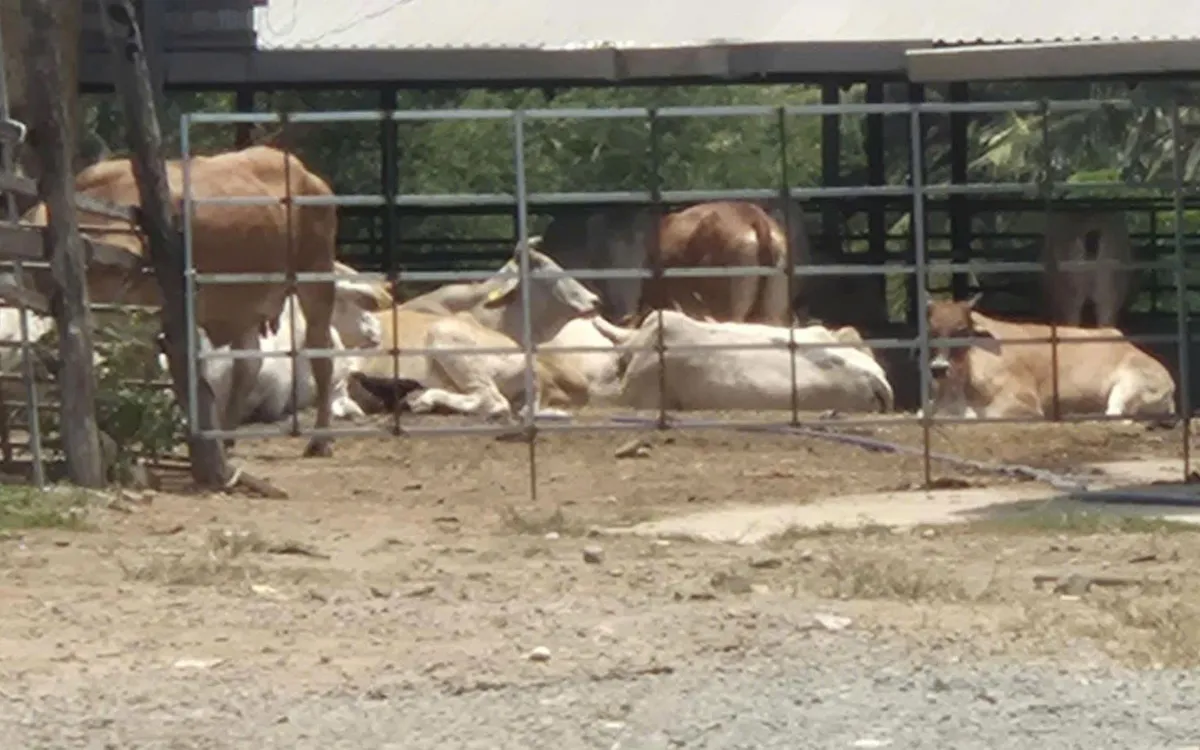 Bò trong trại nhập tạm chờ xuất tỉnh, tháng 4.