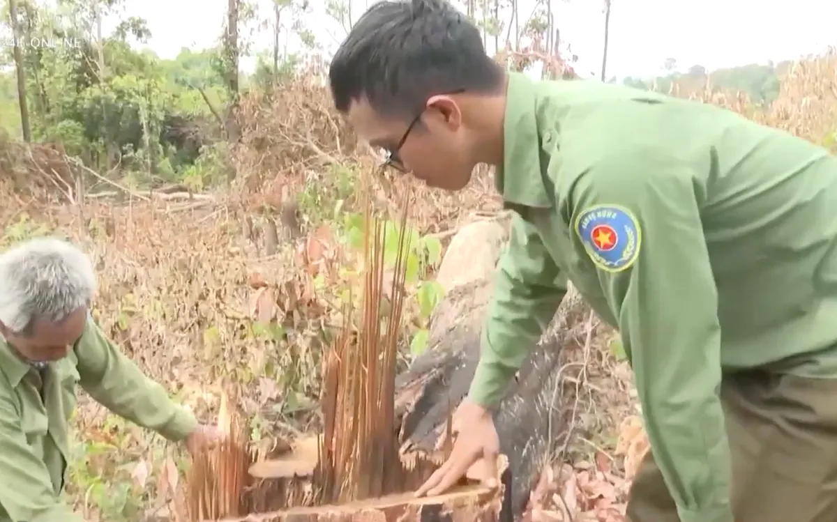 Gia Lai: Thủ đoạn khai th&aacute;c rừng tr&aacute;i ph&eacute;p ng&agrave;y c&agrave;ng tinh vi- Ảnh 6.