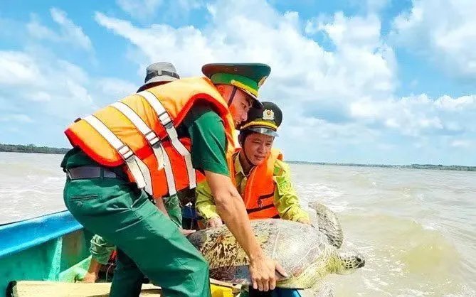 Cà Mau thả cá thể đồi mồi về với biển. (Ảnh TTXVN phát)
