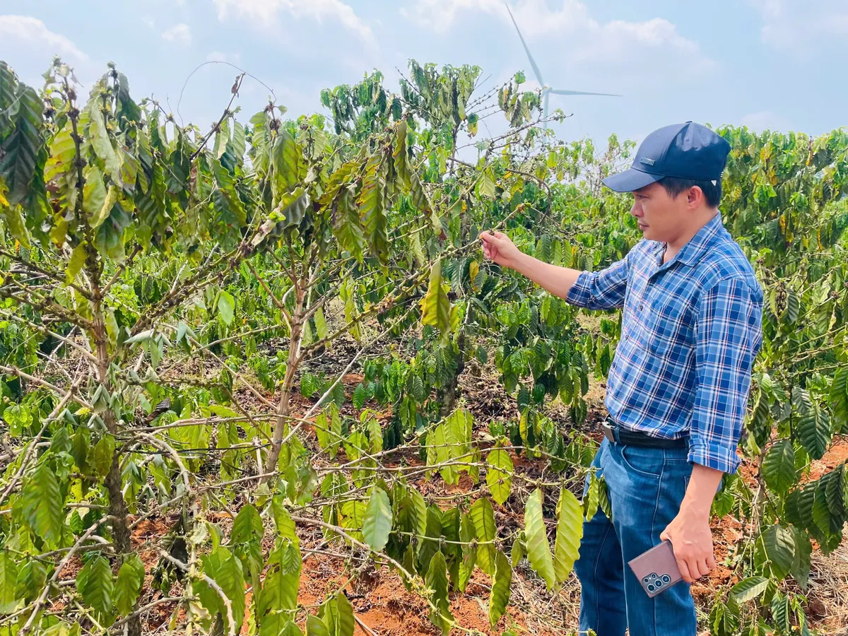 Nắng n&oacute;ng k&eacute;o d&agrave;i, người d&acirc;n Gia Lai thiếu nước cứu c&acirc;y trồng - Ảnh 2.