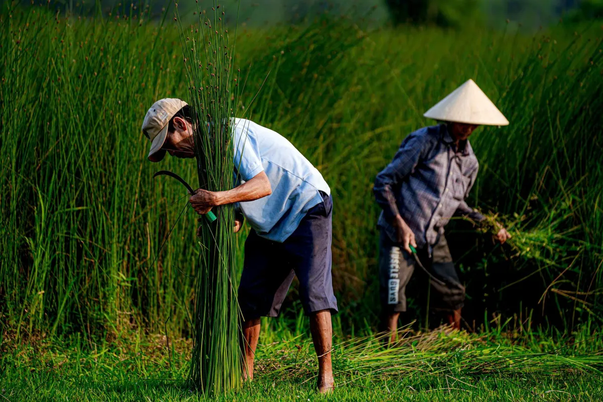 Giữ nghề đệm b&agrave;ng Ph&ograve; Trạch- Ảnh 1.