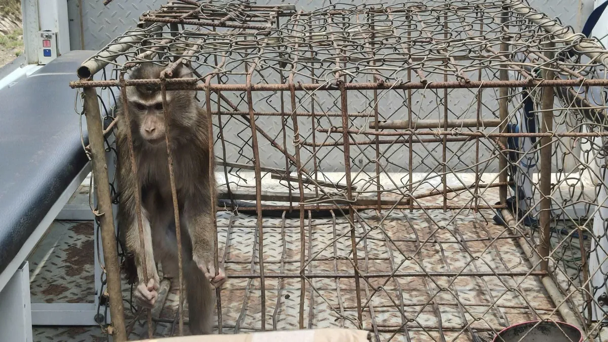 Người d&acirc;n L&acirc;m Đồng tự nguyện giao nộp khỉ qu&yacute; hiếm, thả về Vườn Quốc gia Bidoup - N&uacute;i B&agrave; - Ảnh 1.