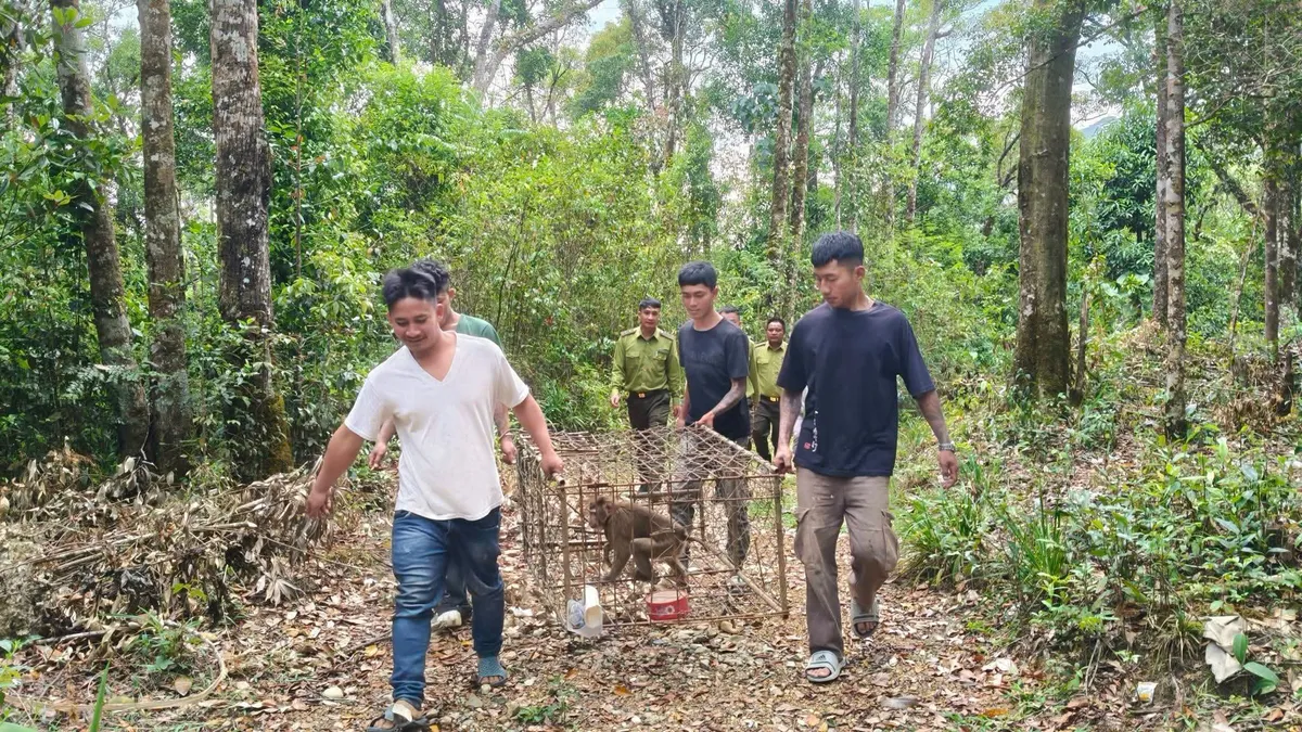 Người d&acirc;n L&acirc;m Đồng tự nguyện giao nộp khỉ qu&yacute; hiếm, thả về Vườn Quốc gia Bidoup - N&uacute;i B&agrave; - Ảnh 2.