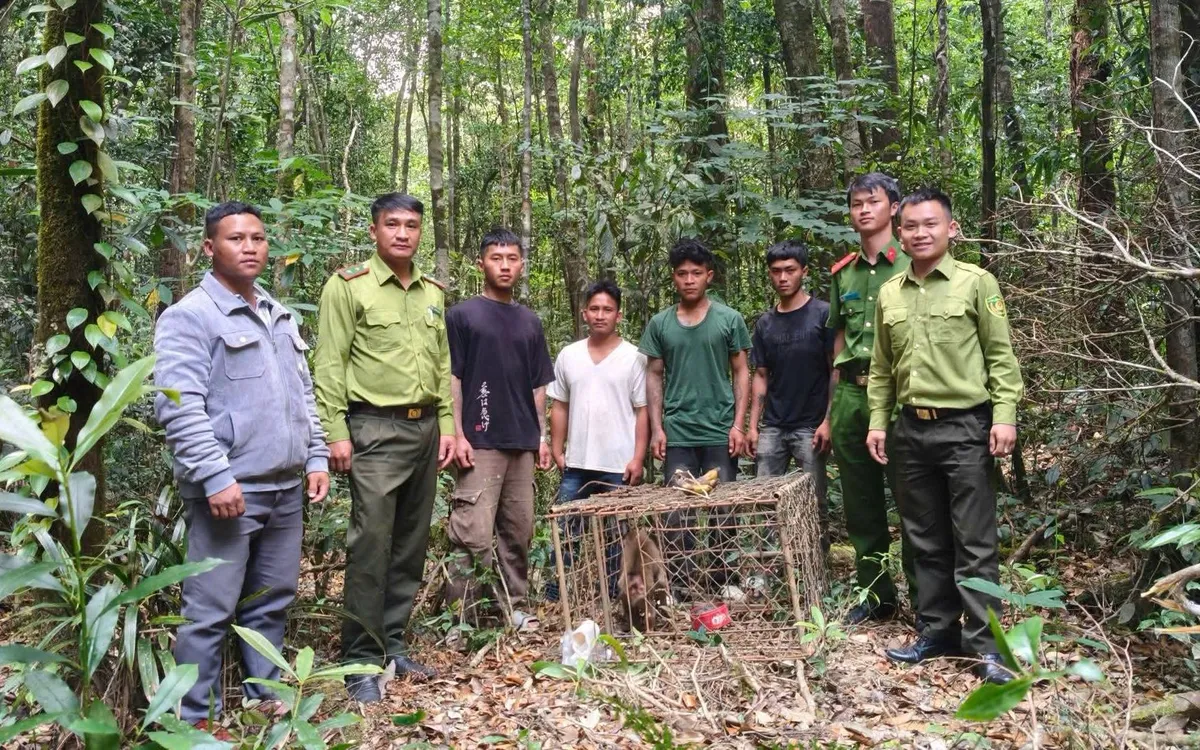Người dân Lâm Đồng tự nguyện giao nộp khỉ quý hiếm, thả về Vườn Quốc gia Bidoup - Núi Bà.