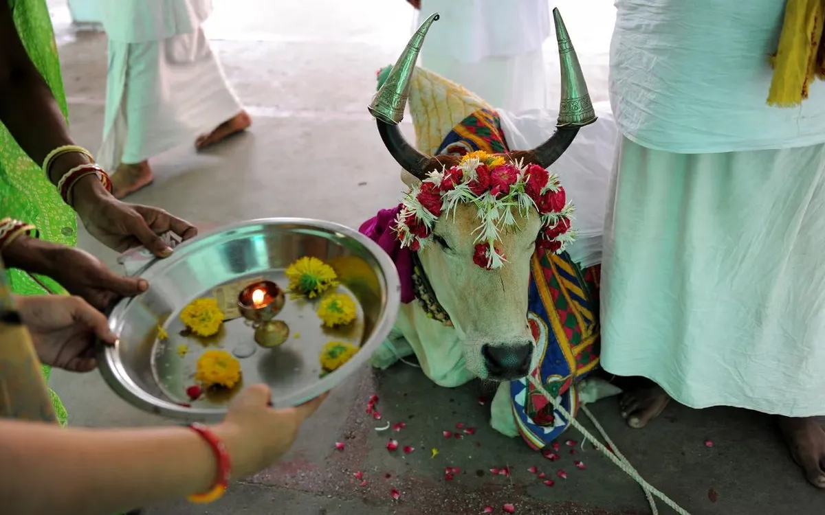 Tín đồ Hindu thực hiện nghi lễ bên “bò thiêng” tại đền Jagannath ở Ahmedabad. (Ảnh: AFP/Getty)