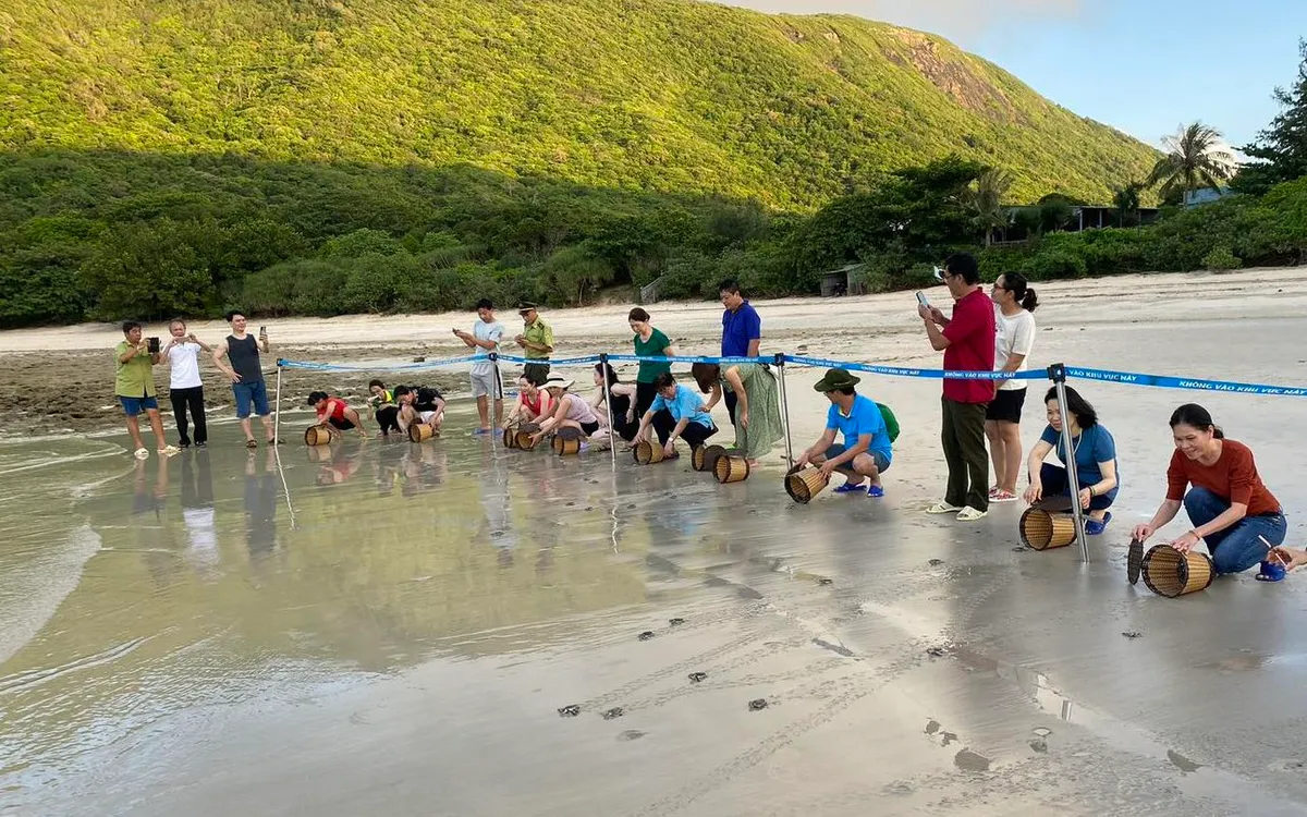 Việt Nam góp mặt vào Top 7 điểm đến trải nghiệm thả rùa biển đáng thử nhất thế giới. Ảnh: Vườn quốc gia Côn Đảo