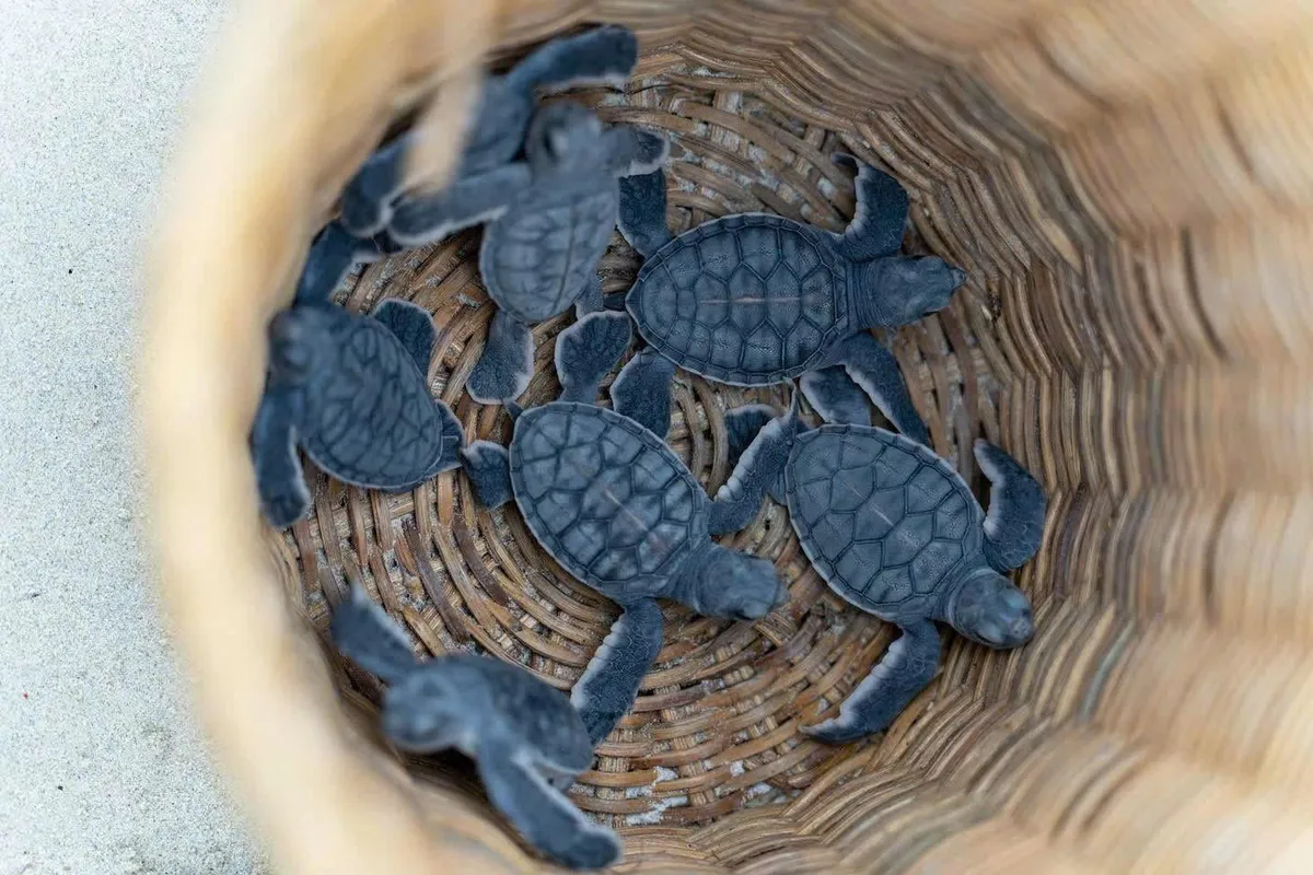 Việt Nam góp mặt vào Top 7 điểm đến trải nghiệm thả rùa biển đáng thử nhất thế giới - Ảnh 4.