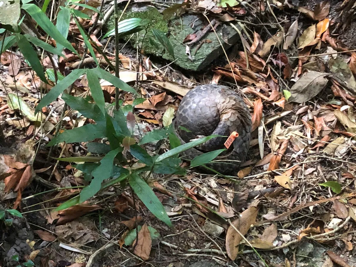 T&aacute;i thả 9 c&aacute; thể t&ecirc; t&ecirc; Java về rừng Bạch M&atilde; - Ảnh 2.