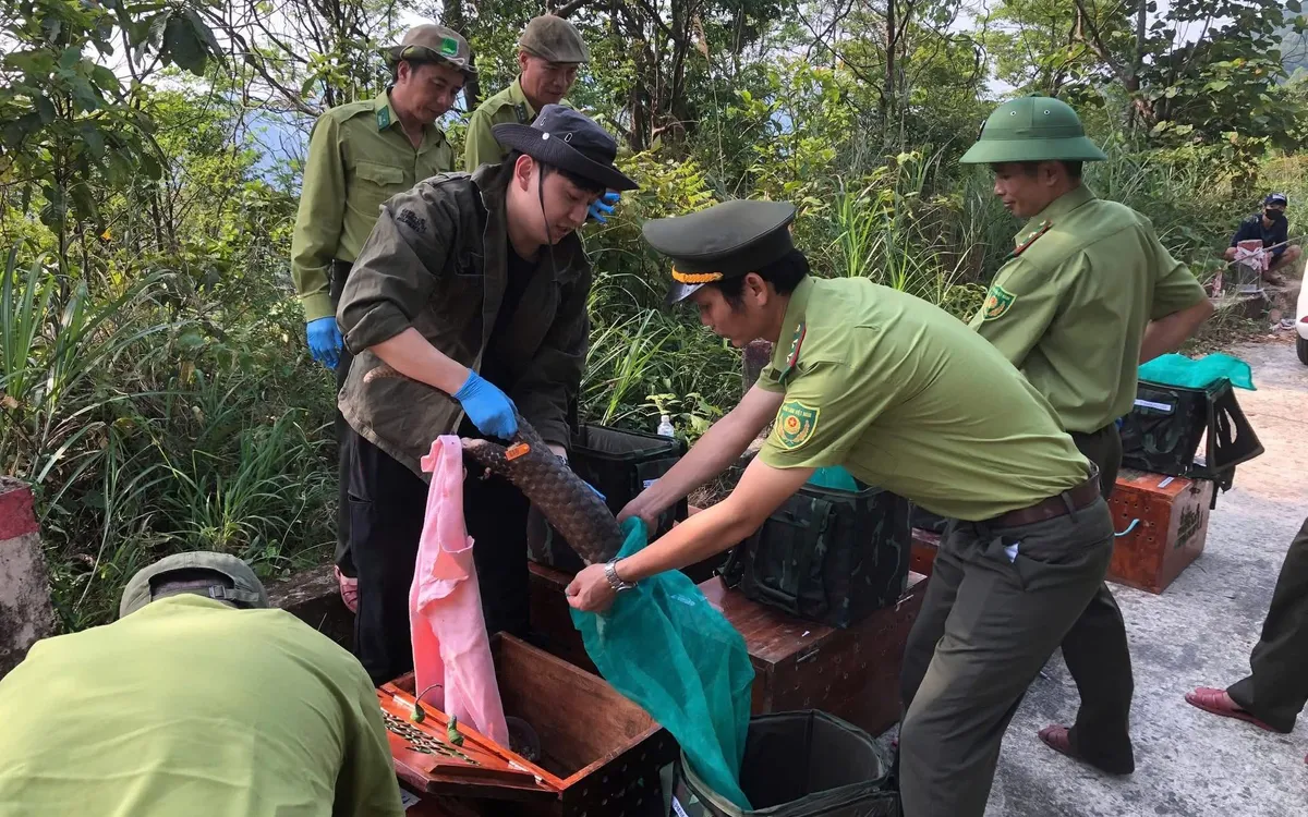 Trước khi tái thả, toàn bộ cá thể đã được kiểm dịch, chăm sóc, phục hồi và theo dõi chặt chẽ bởi đội ngũ cán bộ kỹ thuật, bác sĩ thú y 