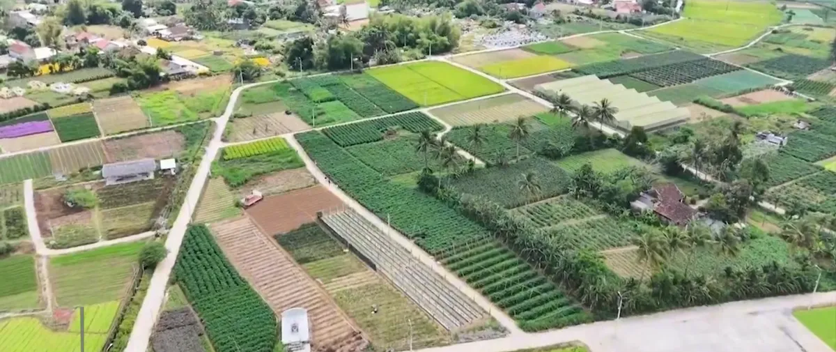 Thiếu li&ecirc;n kết &ndash; N&ocirc;ng sản Quảng Ng&atilde;i loay hoay đầu ra- Ảnh 4.