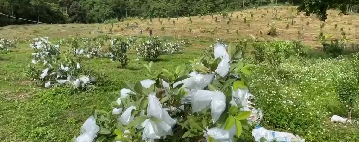 Thiếu li&ecirc;n kết &ndash; N&ocirc;ng sản Quảng Ng&atilde;i loay hoay đầu ra- Ảnh 3.