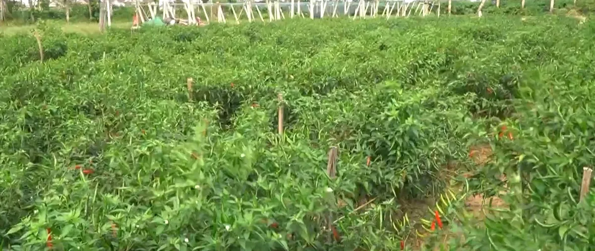 Thiếu li&ecirc;n kết &ndash; N&ocirc;ng sản Quảng Ng&atilde;i loay hoay đầu ra- Ảnh 2.