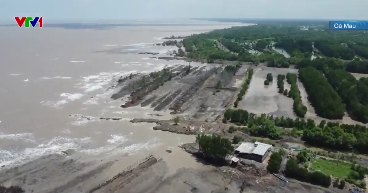 C&agrave; Mau đối mặt với sạt lở bủa v&acirc;y- Ảnh 1.