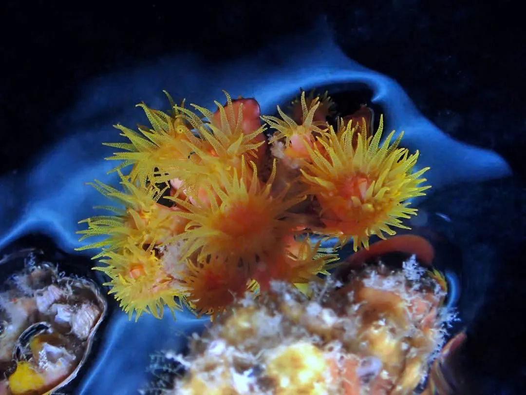 Rực rỡ sắc m&agrave;u san h&ocirc; dưới l&ograve;ng đại dương - Ảnh 4.