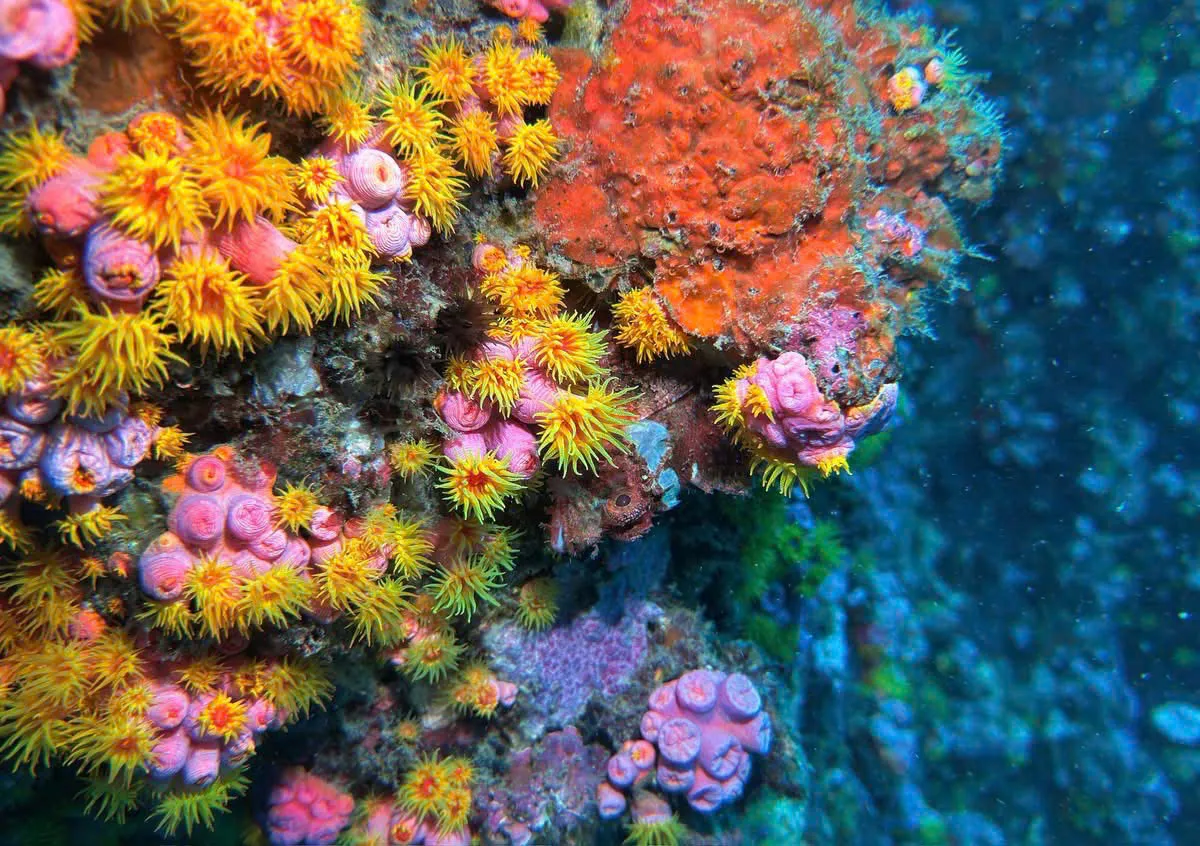 Rực rỡ sắc m&agrave;u san h&ocirc; dưới l&ograve;ng đại dương - Ảnh 6.