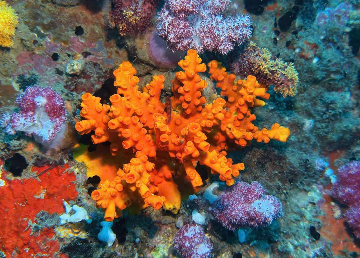 Rực rỡ sắc m&agrave;u san h&ocirc; dưới l&ograve;ng đại dương - Ảnh 2.