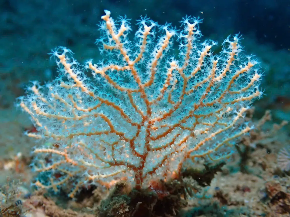 Rực rỡ sắc m&agrave;u san h&ocirc; dưới l&ograve;ng đại dương - Ảnh 7.