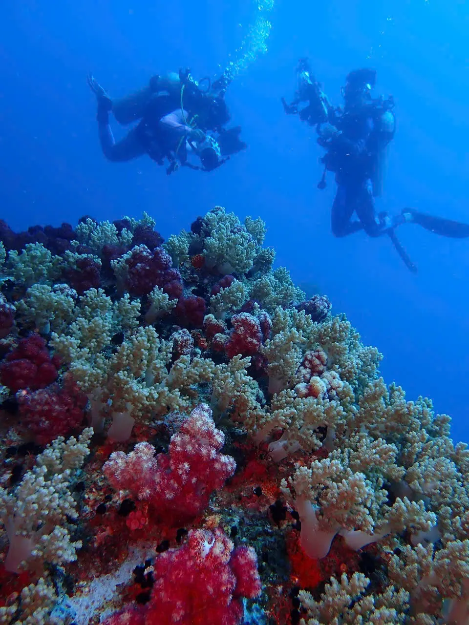 Rực rỡ sắc m&agrave;u san h&ocirc; dưới l&ograve;ng đại dương - Ảnh 8.