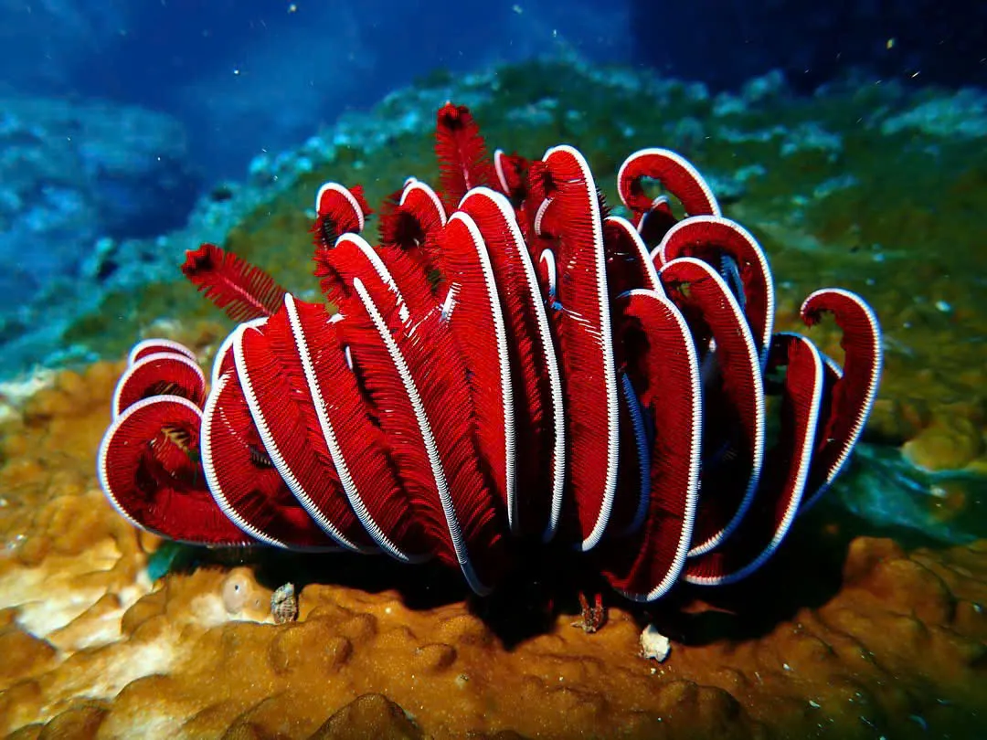 Rực rỡ sắc m&agrave;u san h&ocirc; dưới l&ograve;ng đại dương - Ảnh 1.