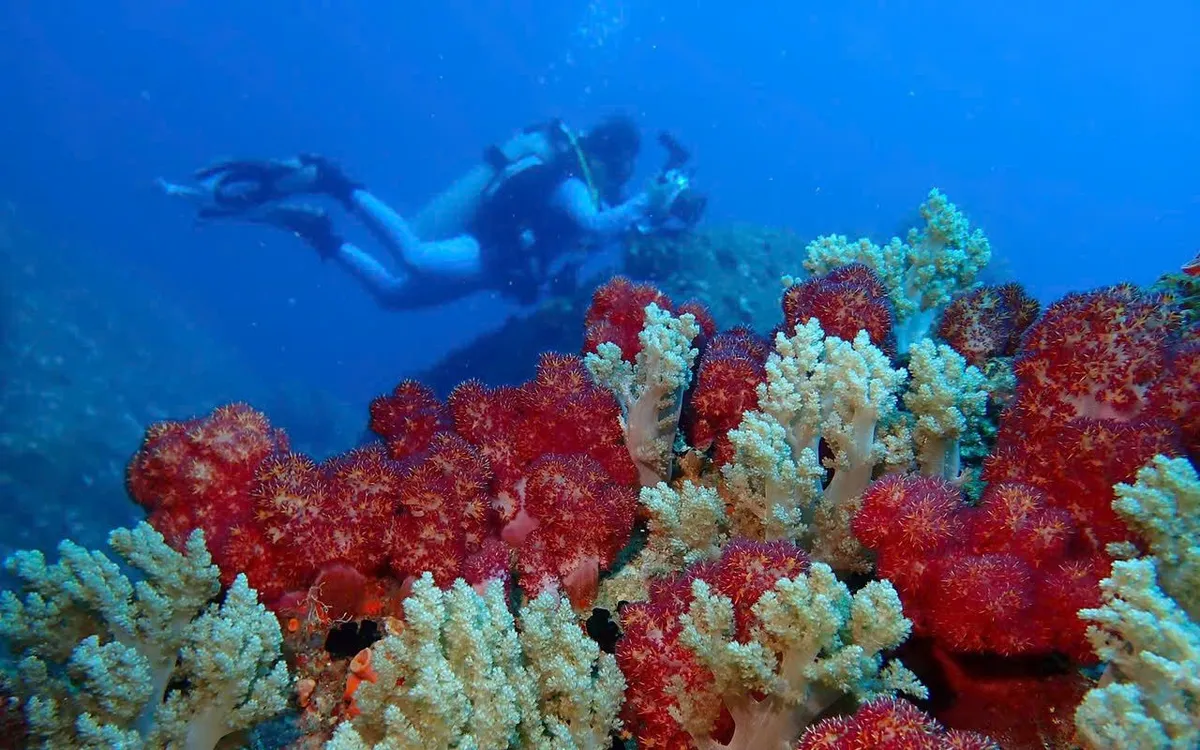 Rực rỡ sắc màu san hô dưới lòng đại dương.