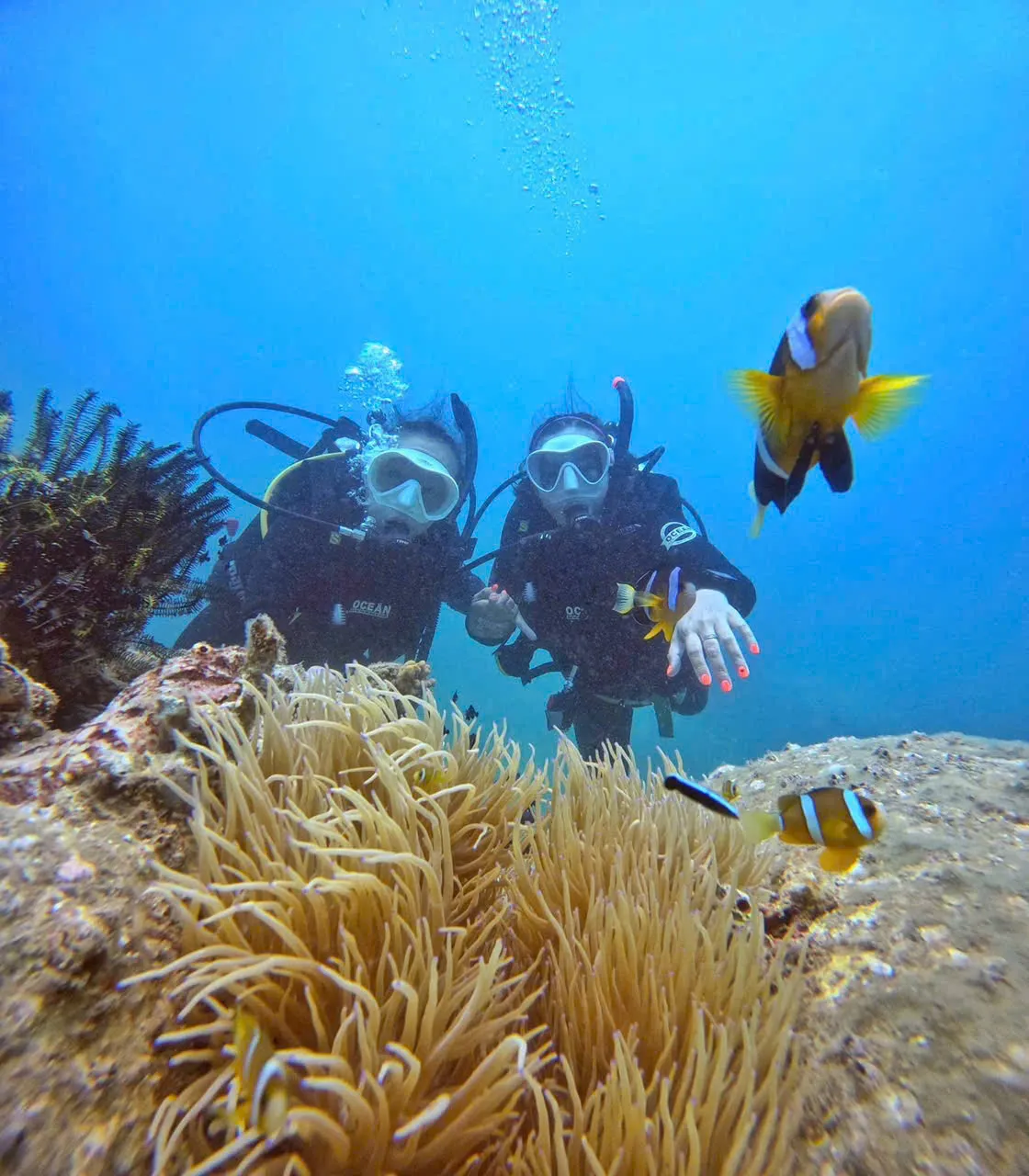 Rực rỡ sắc m&agrave;u san h&ocirc; dưới l&ograve;ng đại dương - Ảnh 3.