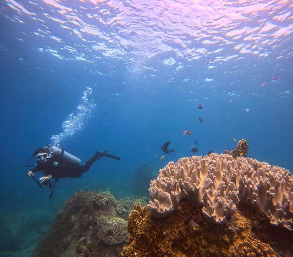 Rực rỡ sắc m&agrave;u san h&ocirc; dưới l&ograve;ng đại dương - Ảnh 5.