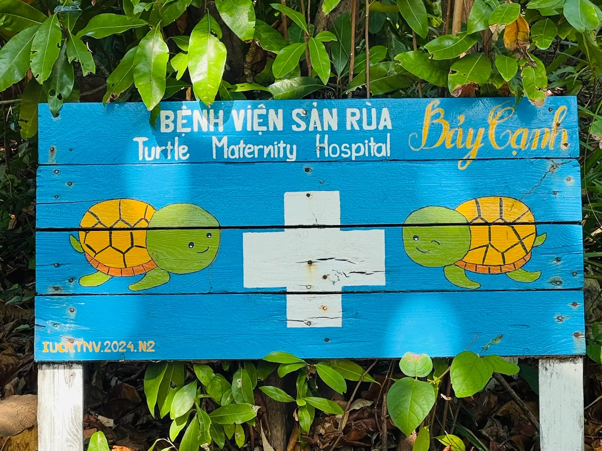 Việt Nam góp mặt vào Top 7 điểm đến trải nghiệm thả rùa biển đáng thử nhất thế giới - Ảnh 3.