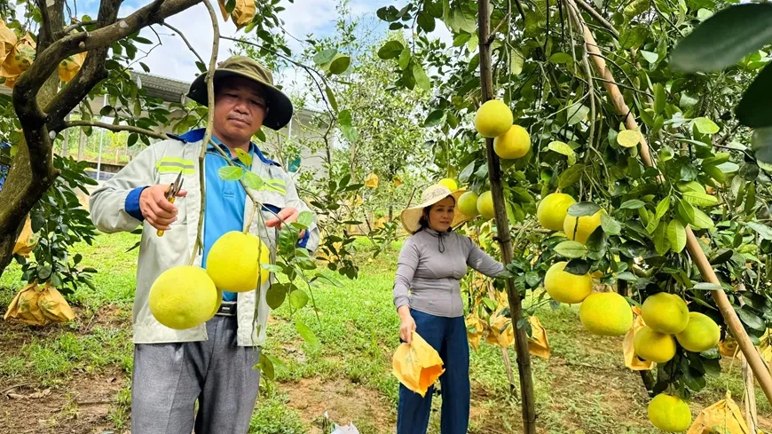 Bưởi Việt Nam đ&atilde; rộng cửa v&agrave;o thị trường Australia- Ảnh 1.