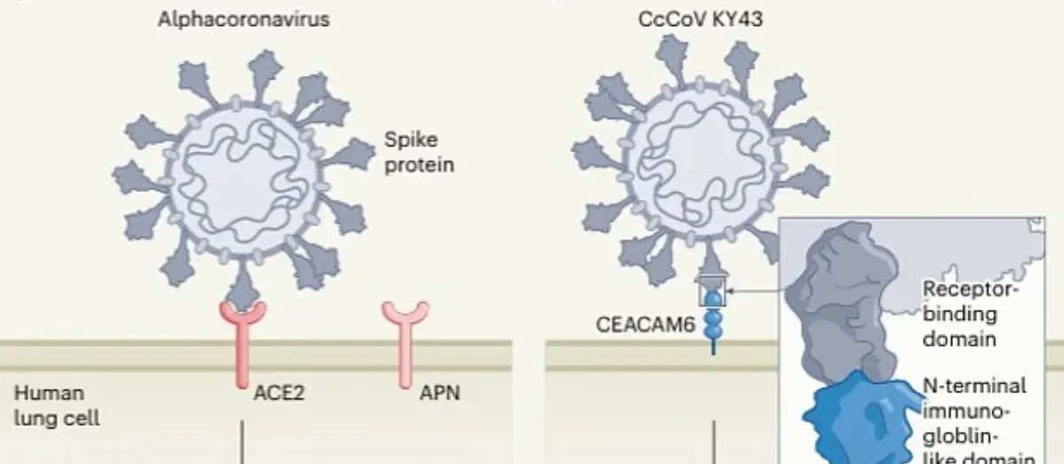 Cảnh b&aacute;o sớm nguy cơ dịch bệnh mới từ virus corona ở dơi - Ảnh 1.