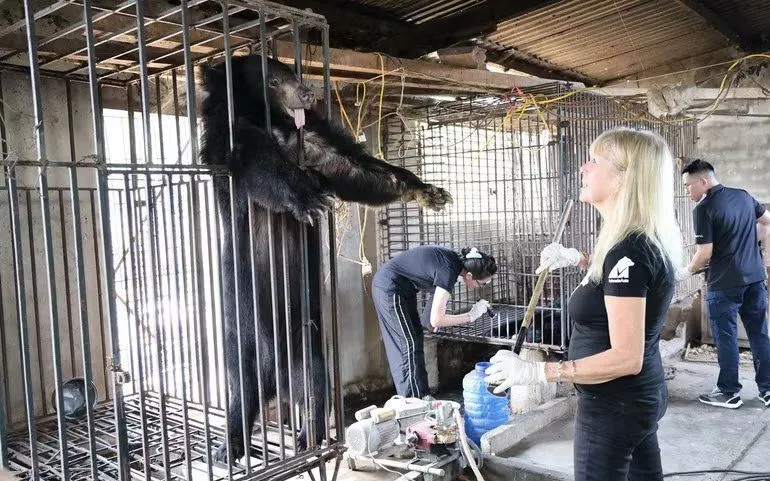 Hai cá thể được cứu hộ đều là gấu ngựa cái (Ursus thibetanus), trên 20 năm tuổi, mỗi cá thể nặng khoảng 90kg và đã được gắn chip quản lý từ năm 2005. (Ảnh: TTXVN phát)