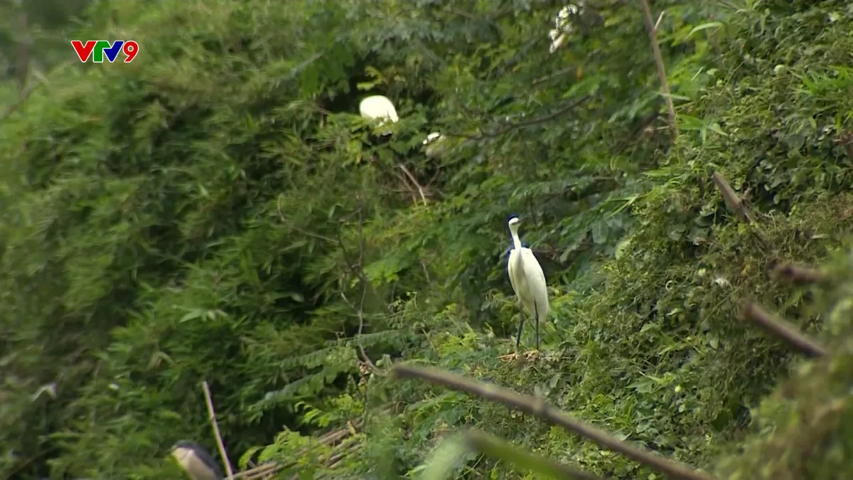 Ấn tượng phương Nam: Đất lành chim đậu