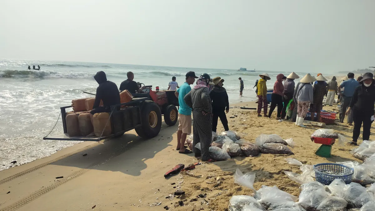 Ngư d&acirc;n Đ&agrave; Nẵng v&agrave;o m&ugrave;a c&aacute; cơm: Niềm vui xen nỗi lo chi ph&iacute; tăng cao- Ảnh 1.