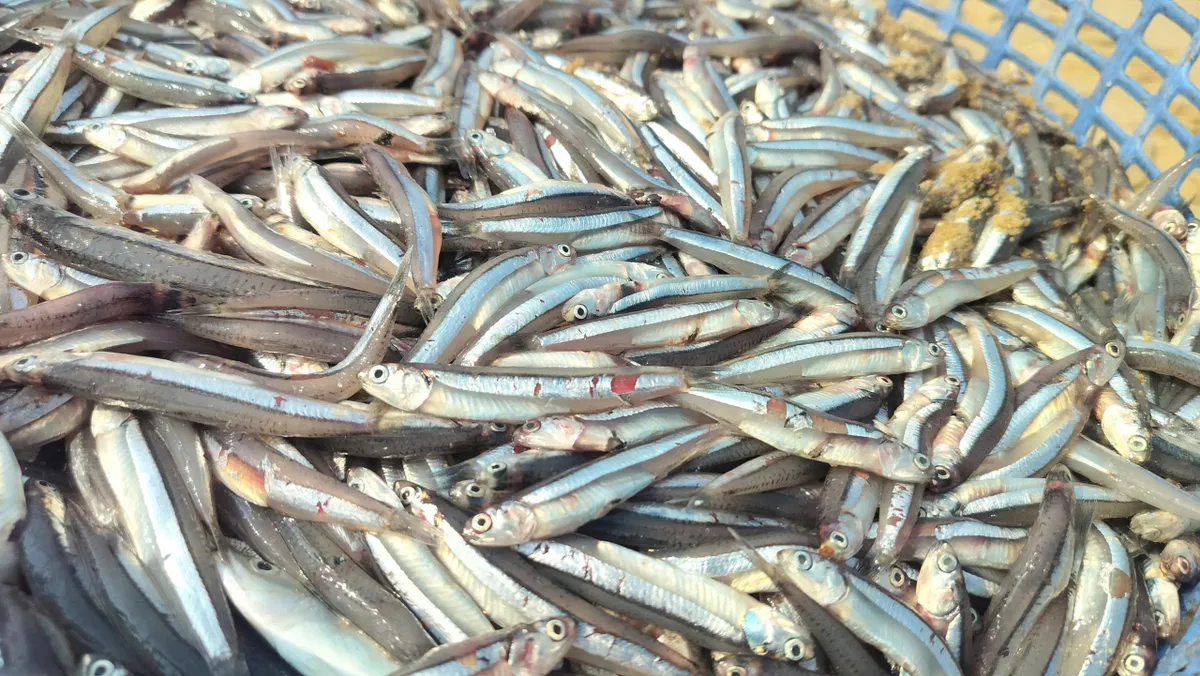 Ngư d&acirc;n Đ&agrave; Nẵng v&agrave;o m&ugrave;a c&aacute; cơm: Niềm vui xen nỗi lo chi ph&iacute; tăng cao- Ảnh 3.