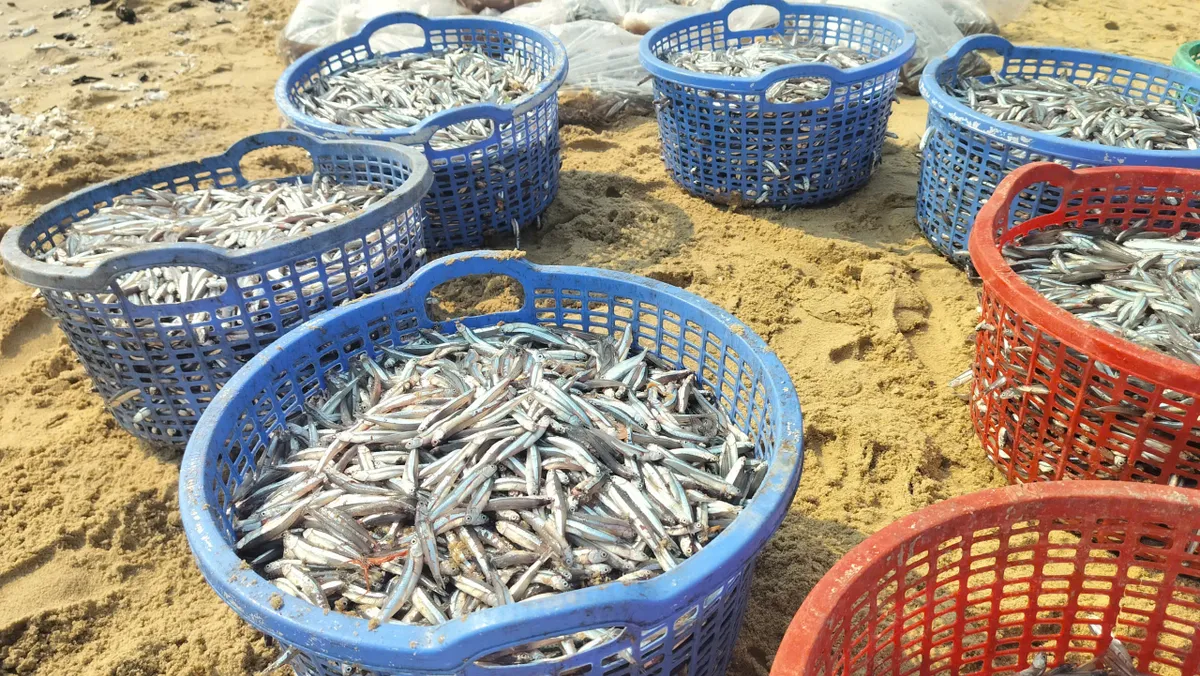 Ngư d&acirc;n Đ&agrave; Nẵng v&agrave;o m&ugrave;a c&aacute; cơm: Niềm vui xen nỗi lo chi ph&iacute; tăng cao- Ảnh 2.