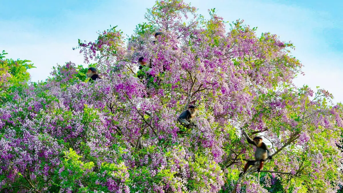 Sơn Tr&agrave; v&agrave;o m&ugrave;a hoa: Khi thi&ecirc;n nhi&ecirc;n mở ra những khoảnh khắc hiếm c&oacute; - Ảnh 1.