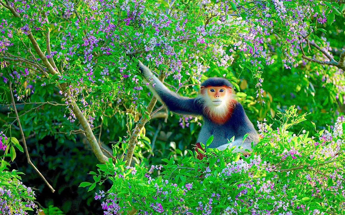 Sơn Trà vào mùa hoa.