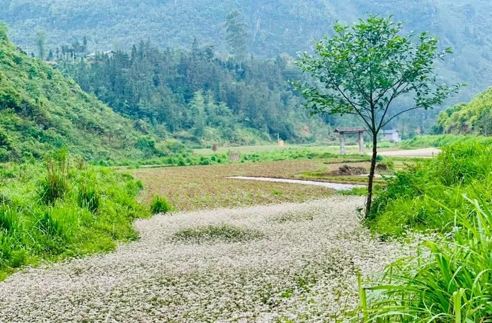 Hoa tam gi&aacute;c mạch nở tr&aacute;i m&ugrave;a ở Phố Bảng: Vẻ đẹp lặng lẽ giữa cực Bắc- Ảnh 1.