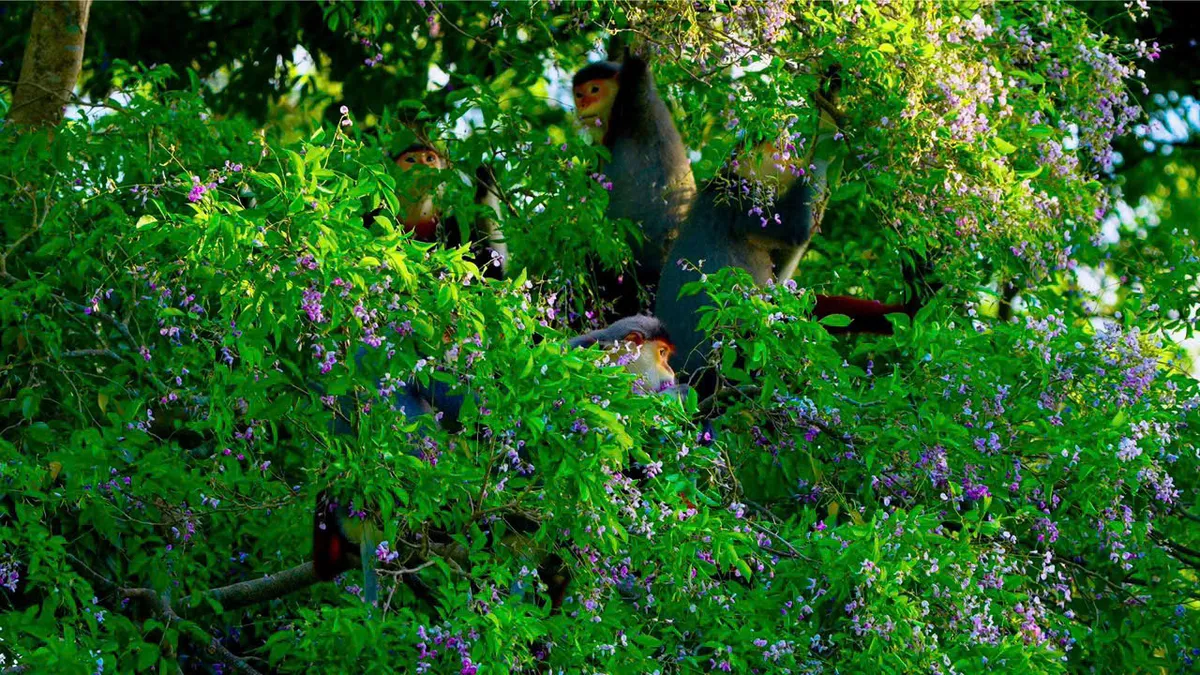 Sơn Tr&agrave; v&agrave;o m&ugrave;a hoa: Bức tranh thi&ecirc;n nhi&ecirc;n rực rỡ h&uacute;t du kh&aacute;ch săn khoảnh khắc hiếm- Ảnh 1.