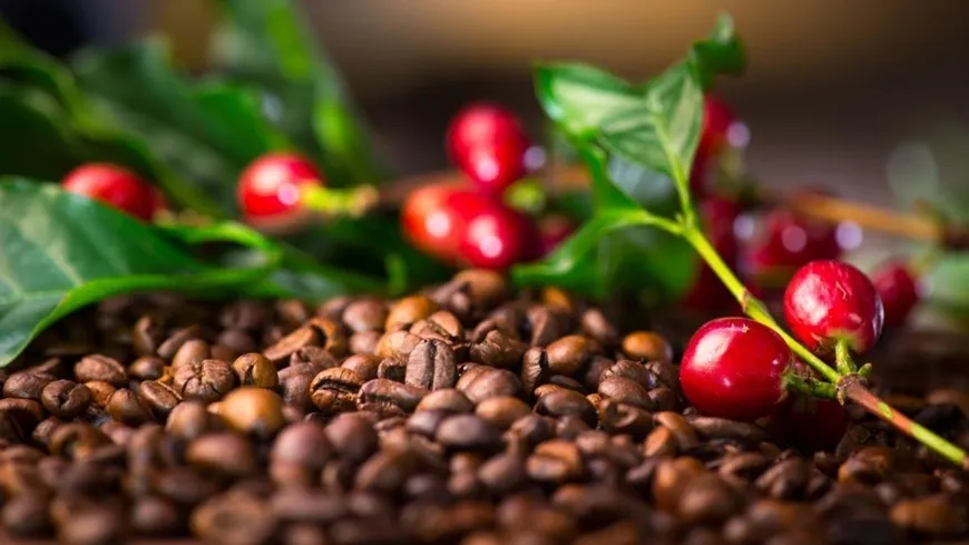 Bản tin n&ocirc;ng sản h&ocirc;m nay (25-4): Gi&aacute; c&agrave; ph&ecirc; tiếp đ&agrave; tăng mạnh- Ảnh 1.