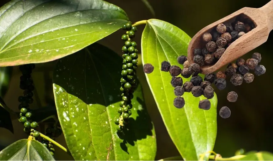 Bản tin n&ocirc;ng sản h&ocirc;m nay (25-4): Gi&aacute; c&agrave; ph&ecirc; tiếp đ&agrave; tăng mạnh- Ảnh 2.