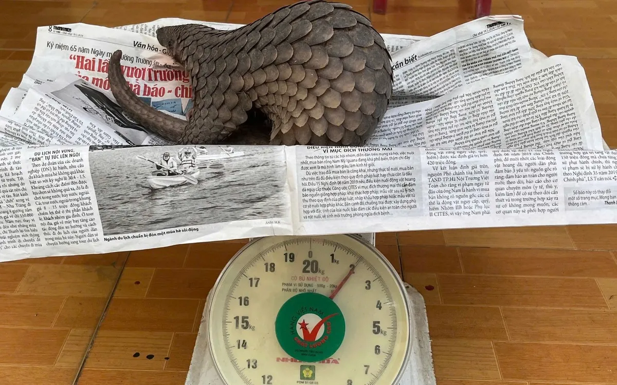 Người dân tự nguyện giao nộp cá thể tê tê quý hiếm cho Công an xã Phú Thuận để thả về tự nhiên