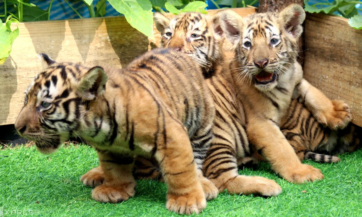 Ba hổ Bengal ch&agrave;o đời tại FLC Zoo Safari Park Quy Nhơn, tổng đ&agrave;n hổ tăng l&ecirc;n 11 c&aacute; thể- Ảnh 1.