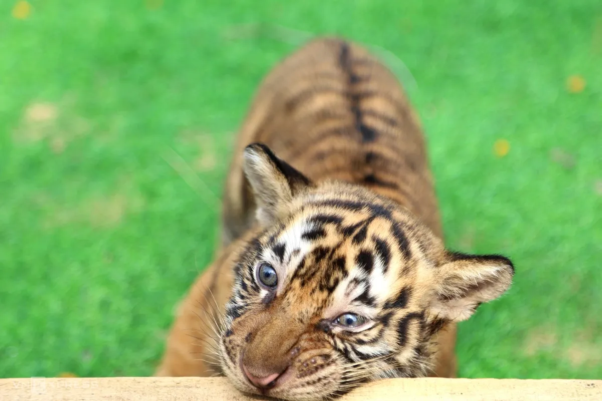 Kh&aacute;ch đổ về vườn th&uacute; ở Quy Nhơn xem ba hổ con Bengal mới sinh- Ảnh 2.