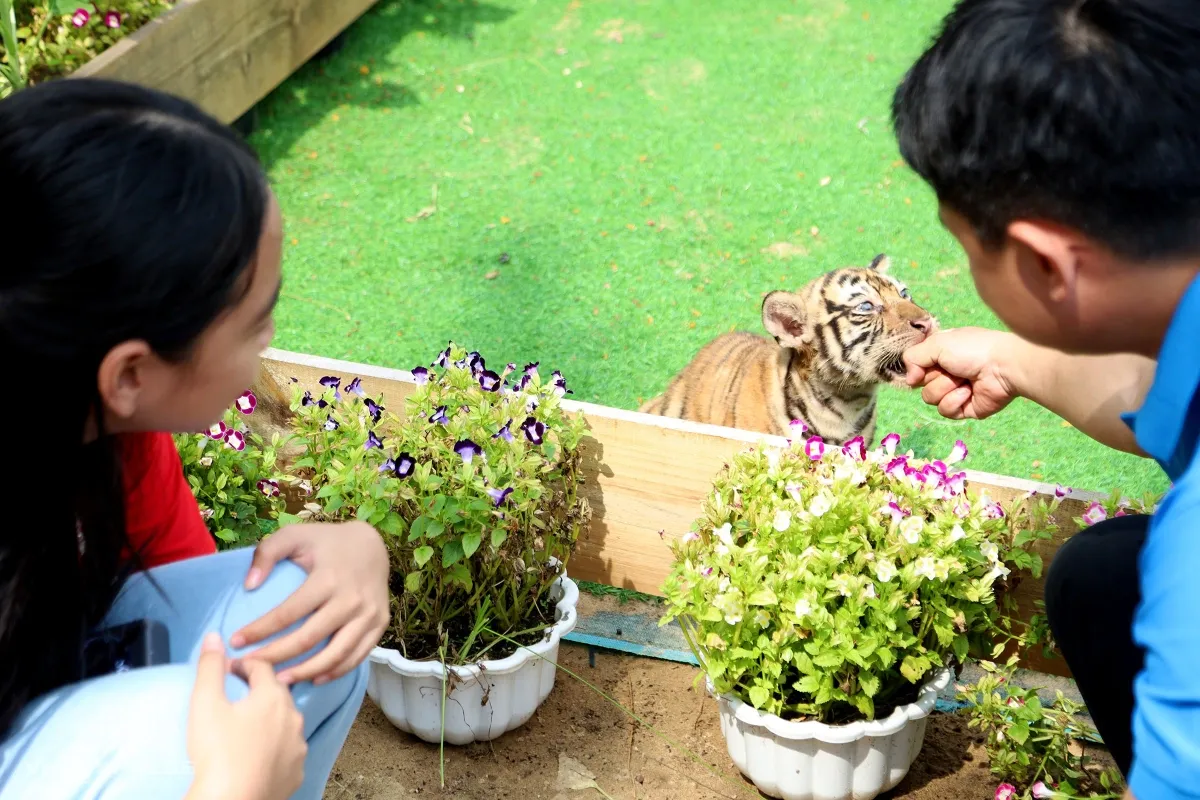 Kh&aacute;ch đổ về vườn th&uacute; ở Quy Nhơn xem ba hổ con Bengal mới sinh- Ảnh 3.