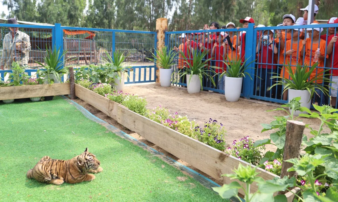 Kh&aacute;ch đổ về vườn th&uacute; ở Quy Nhơn xem ba hổ con Bengal mới sinh- Ảnh 4.