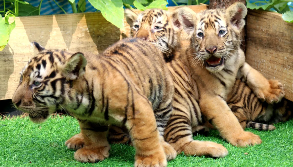 Kh&aacute;ch đổ về vườn th&uacute; ở Quy Nhơn xem ba hổ con Bengal mới sinh- Ảnh 1.