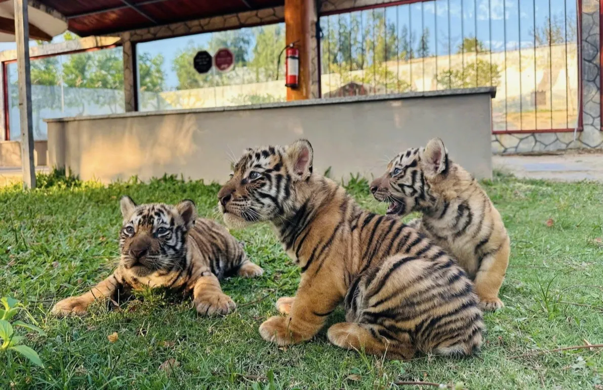 Ba hổ Bengal ch&agrave;o đời tại FLC Zoo Safari Park Quy Nhơn, tổng đ&agrave;n hổ tăng l&ecirc;n 11 c&aacute; thể- Ảnh 2.